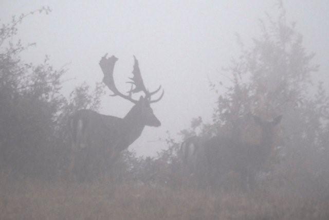 QUIZ:  INDOVINA L''UNGULATO!!! (per i non 